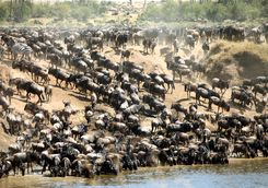 Wildebeest in Kenya