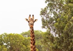 Giraffe in Kenya