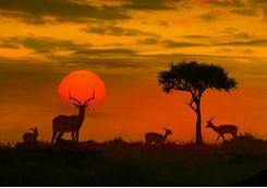Sunset silhouettes