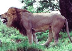 Lion in Kenya