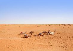 Camel in Wahiba Sands