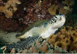 Green turtle, Oman