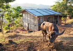 Village livestock