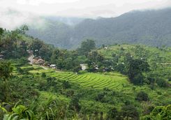Rice paddy near Kalaw