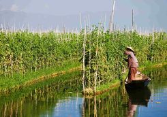 Floating garden on Lake Inle