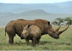 Baby black rhino and mother
