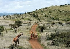 Masai camel herd and giraffe