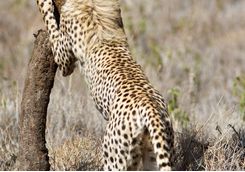 Cheetah sharpening claws