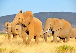 Elephants in Kenya