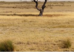 Large Africa tree
