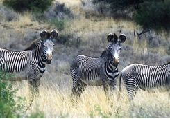 Zebras in Kenya