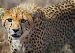 Close up of young cheetah