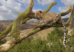 Leopard in a tree