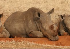 Rhino with calf