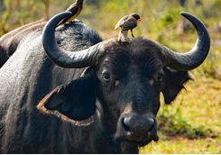 Buffalo with oxpeckers