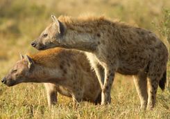 Hyenas in Kenya