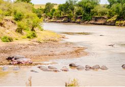 Hippos in the river