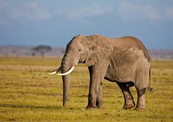 Male elephant