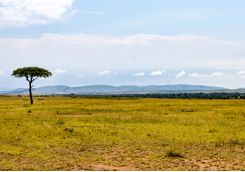 Masai savannah