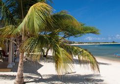 Palm tree on beach