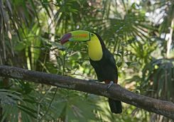 a toucan