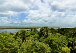 belize jungle river