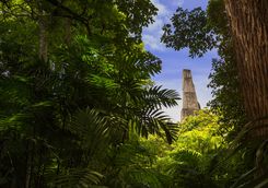 Tikal through the trees