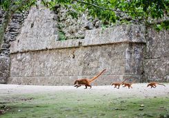 Pizote in Guatemala