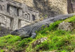 iguana