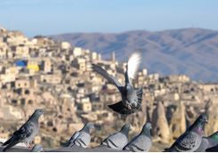 Pigeon valley