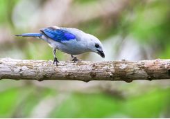 Blue Grey Tanager