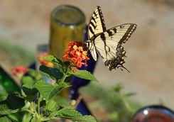 Yellow Butterfly