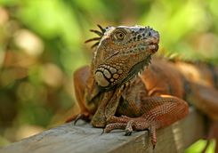 Green Iguana