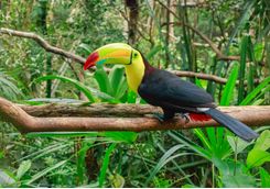 Toucan on a Branch