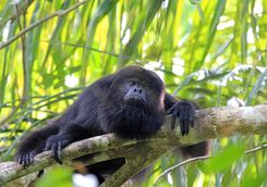 Howler Monkey on a Branch