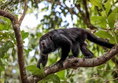 Howler Monkey in Tree