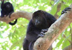 Howler Monkeys