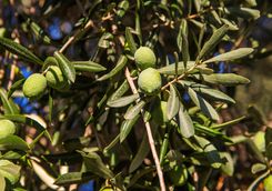 An Olive Tree