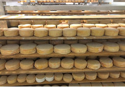Cheese shelves