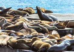 Pier 39 Sea Lion colony