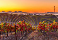 Napa Valley sunset