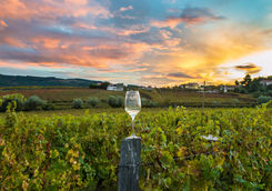 Napa Valley vineyard