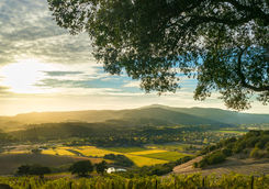 Sonoma Valley vineyard