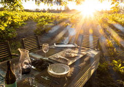 Sonoma Vineyard