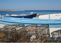 fresh seafood
