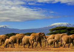 Elephants in Kenya