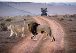 Lions crossing road