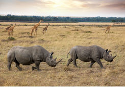 Rhino and giraffe