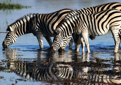 Zebras drinking