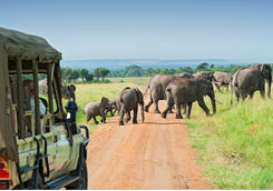 Elephants and safari vehicle